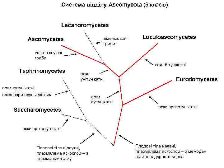 Система відділу Ascomycota (6 класів) Lecanoromycetes ліхенізовані гриби Ascomycetes Loculoascomycetes вільноіснуючі гриби аски бітунікатні