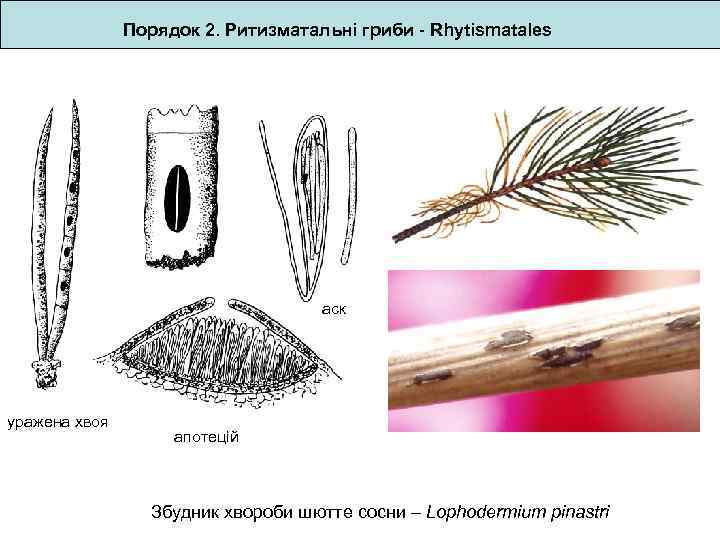 Порядок 2. Ритизматальні гриби - Rhytismatales аск уражена хвоя апотецій Збудник хвороби шютте сосни