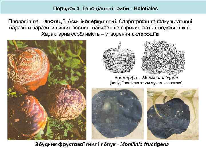 Порядок 3. Гелоціальні гриби - Helotiales Плодові тіла – апотеції. Аски іноперкулятні. Сапротрофи та