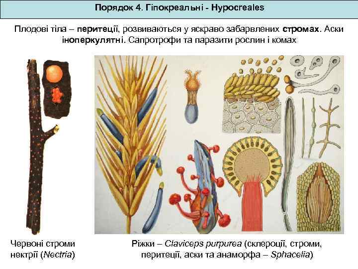 Жизненный цикл спорыньи схема