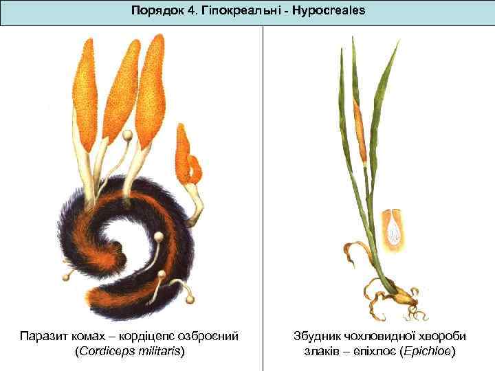 Порядок 4. Гіпокреальні - Hypocreales Паразит комах – кордіцепс озброєний (Cordiceps militaris) Збудник чохловидної