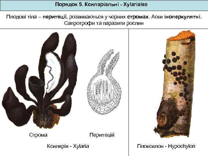 Порядок 5. Ксиларіальні - Xylariales Плодові тіла – перитеції, розвиваються у чорних стромах. Аски