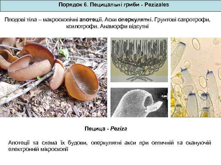 Порядок 6. Пецицальні гриби - Pezizales Плодові тіла – макроскопічні апотеції. Аски оперкулятні. Грунтові