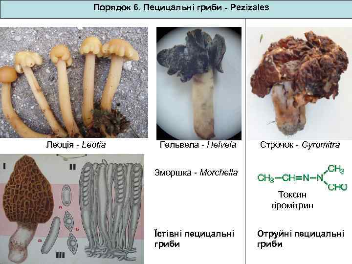 Порядок 6. Пецицальні гриби - Pezizales Леоція - Leotia Гельвела - Helvela Строчок -