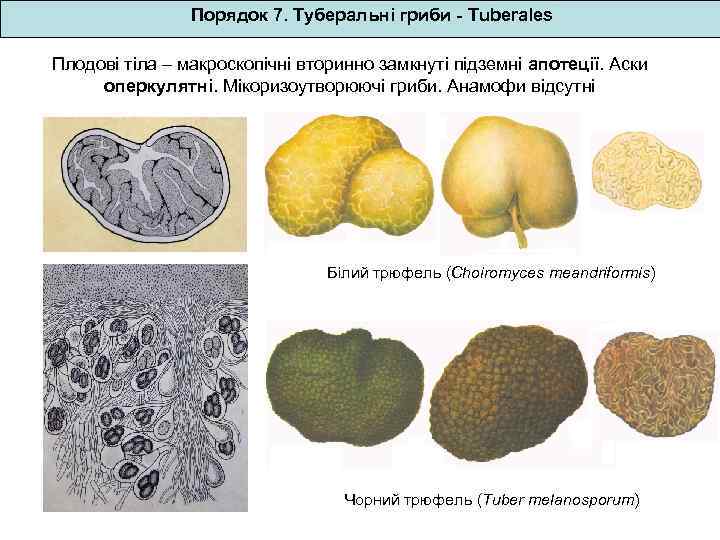 Порядок 7. Туберальні гриби - Tuberales Плодові тіла – макроскопічні вторинно замкнуті підземні апотеції.