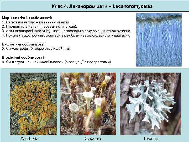 Клас 4. Леканороміцети – Lecanoromycetes Морфологічні особливості: 1. Вегетативне тіло – клітинний міцелій 2.