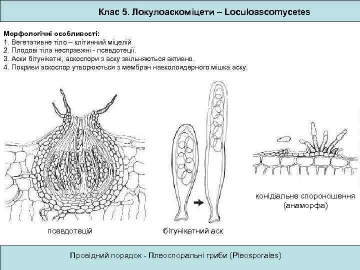 Клас 5. Локулоаскоміцети – Loculoascomycetes Морфологічні особливості: 1. Вегетативне тіло – клітинний міцелій 2.