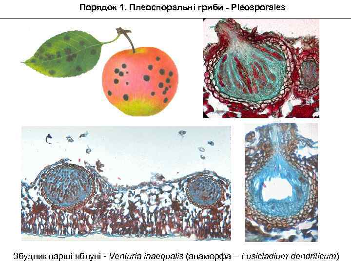 Порядок 1. Плеоспоральні гриби - Pleosporales Збудник парші яблуні - Venturia inaequalis (анаморфа –