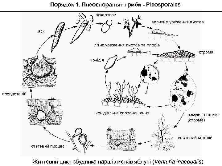 Порядок 1. Плеоспоральні гриби - Pleosporales аскоспори весняне ураження листків аск літнє ураження листків