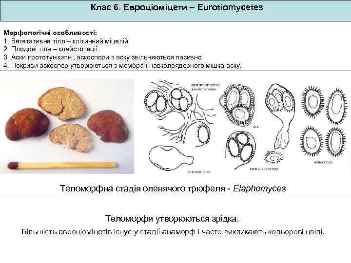 Клас 6. Евроціоміцети – Eurotiomycetes Морфологічні особливості: 1. Вегетативне тіло – клітинний міцелій 2.