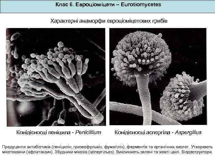 Клас 6. Евроціоміцети – Eurotiomycetes Характерні анаморфи евроціоміцетових грибів Конідієносці пеніцила - Penicillium Конідієносці