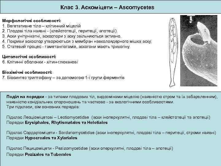 Клас 3. Аскоміцети – Ascomycetes Морфологічні особливості: 1. Вегетативне тіло – клітинний міцелій 2.