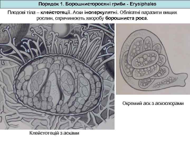 Порядок 1. Борошнисторосяні гриби - Erysiphales Плодові тіла – клейстотеції. Аски іноперкулятні. Облігатні паразити