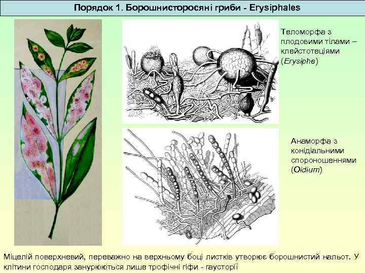 Порядок 1. Борошнисторосяні гриби - Erysiphales Теломорфа з плодовими тілами – клейстотеціями (Erysiphe) Анаморфа