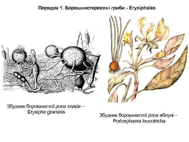 Порядок 1. Борошнисторосяні гриби - Erysiphales Збудник борошнистої роси злаків – Erysiphe graminis Збудник