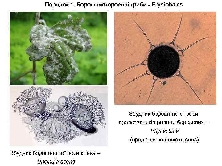 Порядок 1. Борошнисторосяні гриби - Erysiphales Збудник борошнистої роси представників родини березових – Phyllactinia