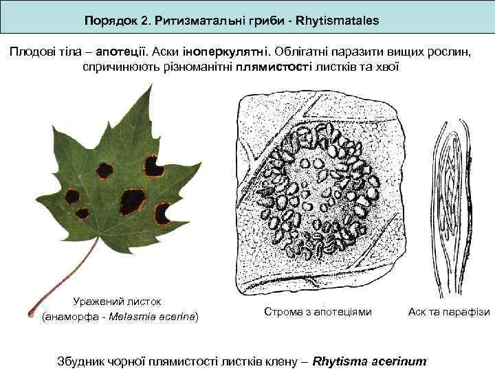 Порядок 2. Ритизматальні гриби - Rhytismatales Плодові тіла – апотеції. Аски іноперкулятні. Облігатні паразити