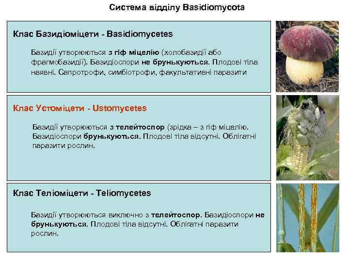 Система відділу Basidiomycota Клас Базидіоміцети - Basidiomycetes Базидії утворюються з гіф міцелію (холобазидії або