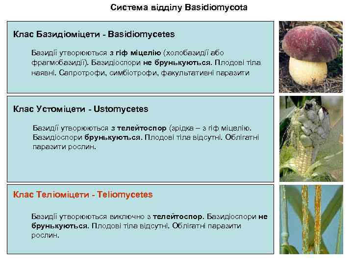 Система відділу Basidiomycota Клас Базидіоміцети - Basidiomycetes Базидії утворюються з гіф міцелію (холобазидії або