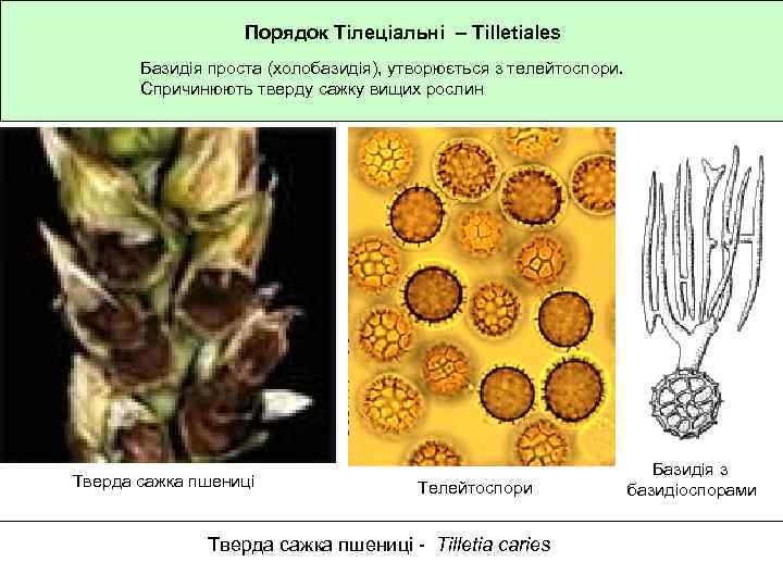 Порядок Тілеціальні – Tilletiales Базидія проста (холобазидія), утворюється з телейтоспори. Спричинюють тверду сажку вищих