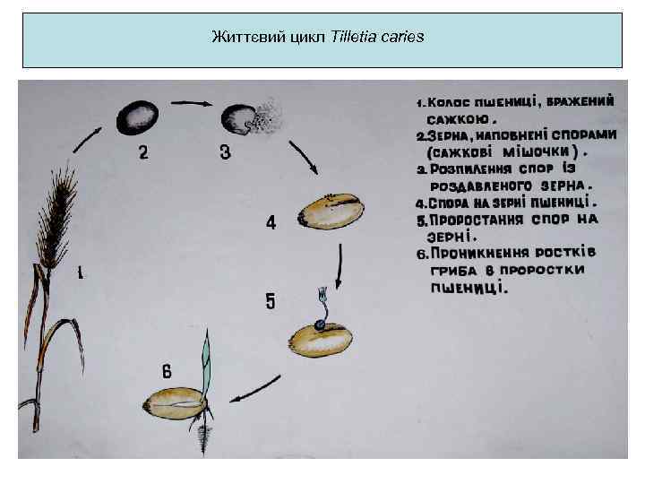 Життєвий цикл Tilletia caries 