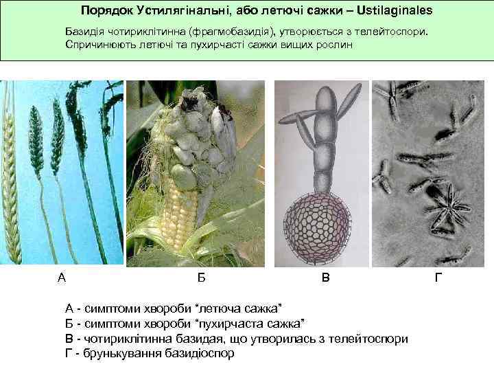 Порядок Устилягінальні, або летючі сажки – Ustilaginales Базидія чотириклітинна (фрагмобазидія), утворюється з телейтоспори. Спричинюють