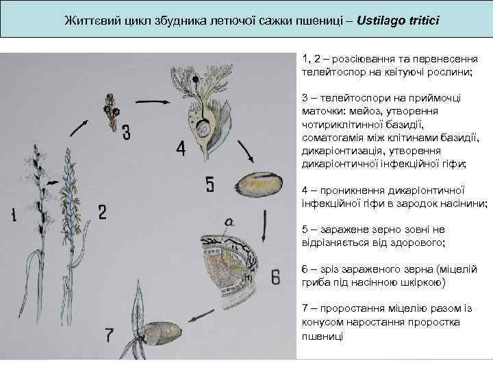 Життєвий цикл збудника летючої сажки пшениці – Ustilago tritici 1, 2 – розсіювання та