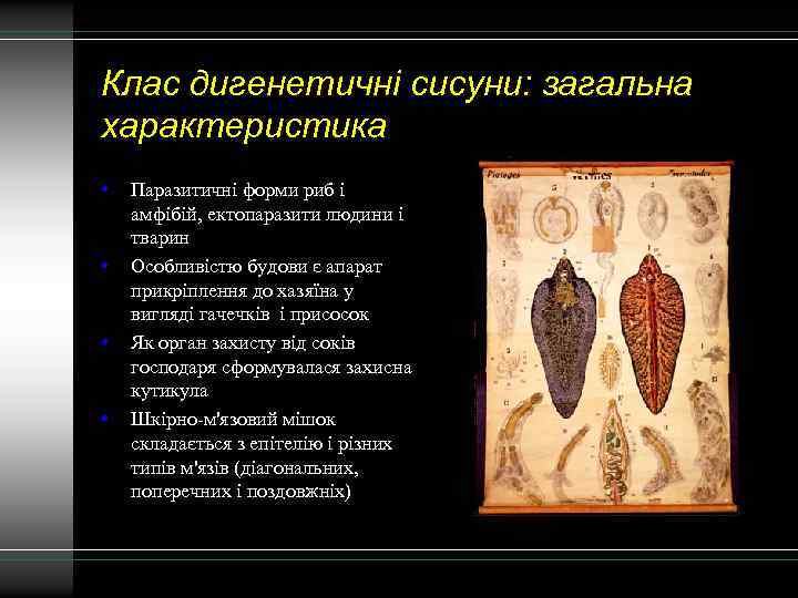 Клас дигенетичні сисуни: загальна характеристика • • Паразитичні форми риб і амфібій, ектопаразити людини
