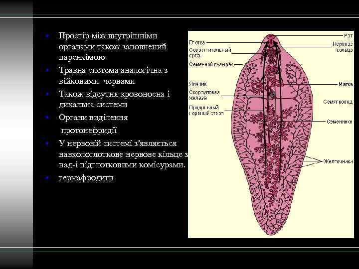  • • • Простір між внутрішніми органами також заповнений паренхімою Травна система аналогічна