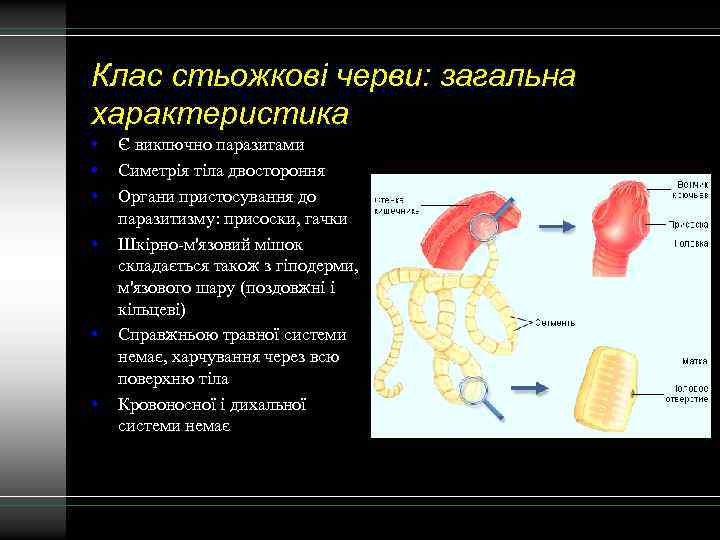 Клас стьожкові черви: загальна характеристика • • • Є виключно паразитами Симетрія тіла двостороння