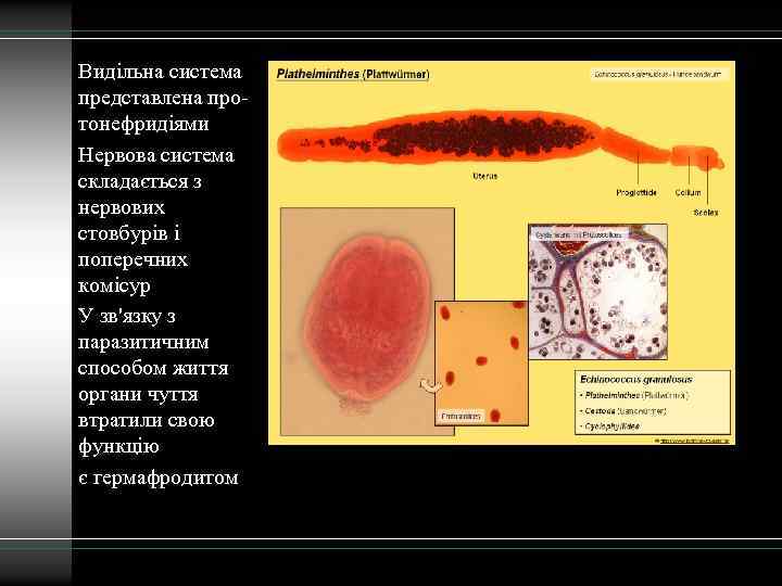 Видільна система представлена протонефридіями Нервова система складається з нервових стовбурів і поперечних комісур У