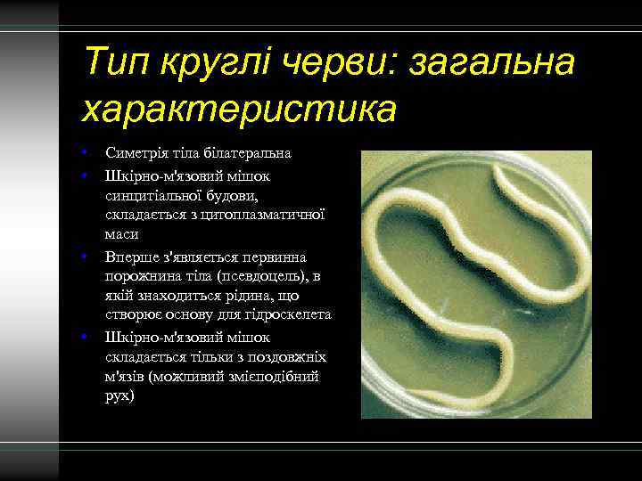 Тип круглі черви: загальна характеристика • • Симетрія тіла білатеральна Шкірно-м'язовий мішок синцитіальної будови,