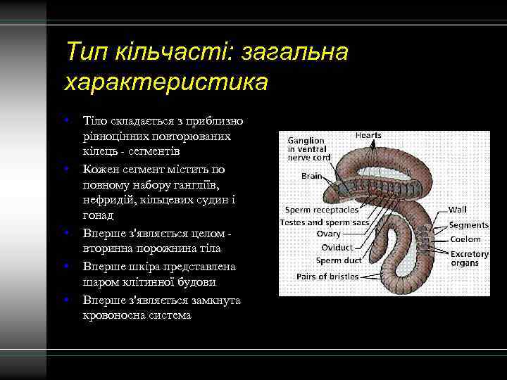 Тип кільчасті: загальна характеристика • • • Тіло складається з приблизно рівноцінних повторюваних кілець