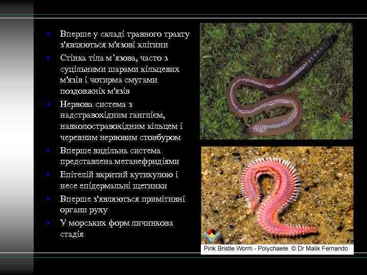  • • Вперше у складі травного тракту з'являються м'язові клітини Стінка тіла м’язова,