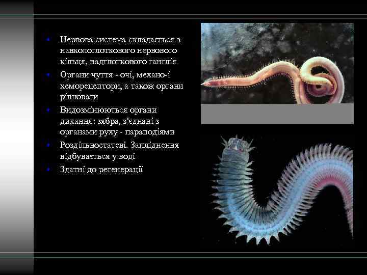  • • • Нервова система складається з навкологлоткового нервового кільця, надглоткового ганглія Органи