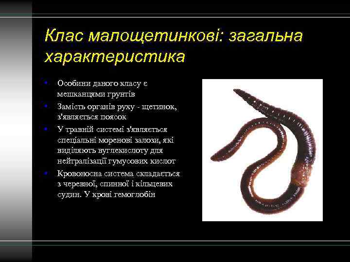 Клас малощетинкові: загальна характеристика • • Особини даного класу є мешканцями грунтів Замість органів