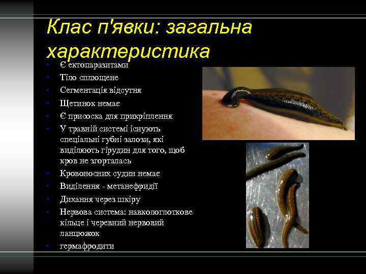 Клас п'явки: загальна характеристика • Є ектопаразитами • • • Тіло сплющене Сегментація відсутня