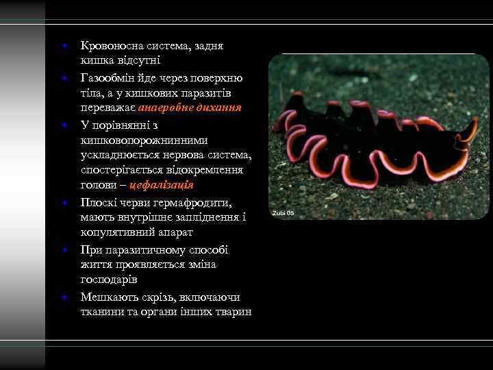  • • • Кровоносна система, задня кишка відсутні Газообмін йде через поверхню тіла,
