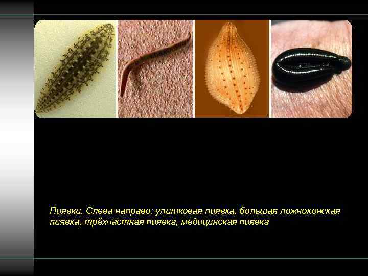 Пиявки. Слева направо: улитковая пиявка, большая ложноконская пиявка, трёхчастная пиявка, медицинская пиявка 