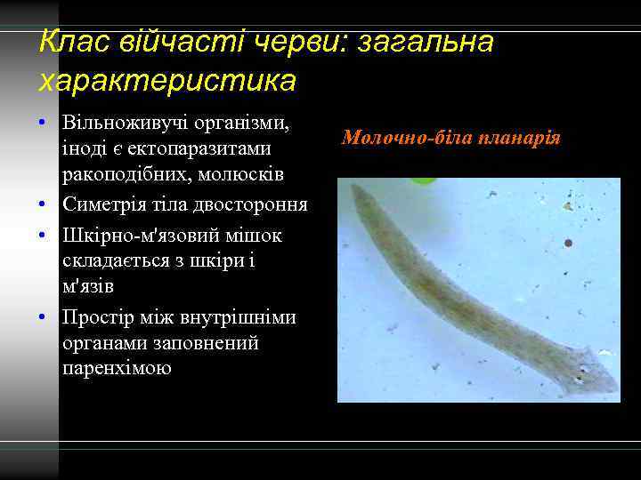 Клас війчасті черви: загальна характеристика • Вільноживучі організми, іноді є ектопаразитами ракоподібних, молюсків •