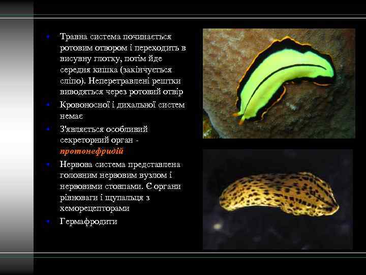  • • • Травна система починається ротовим отвором і переходить в висувну глотку,