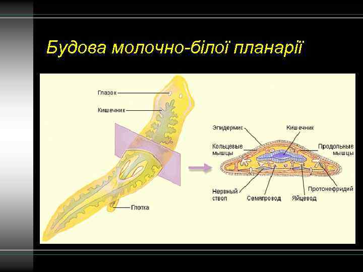 Будова молочно-білої планарії 