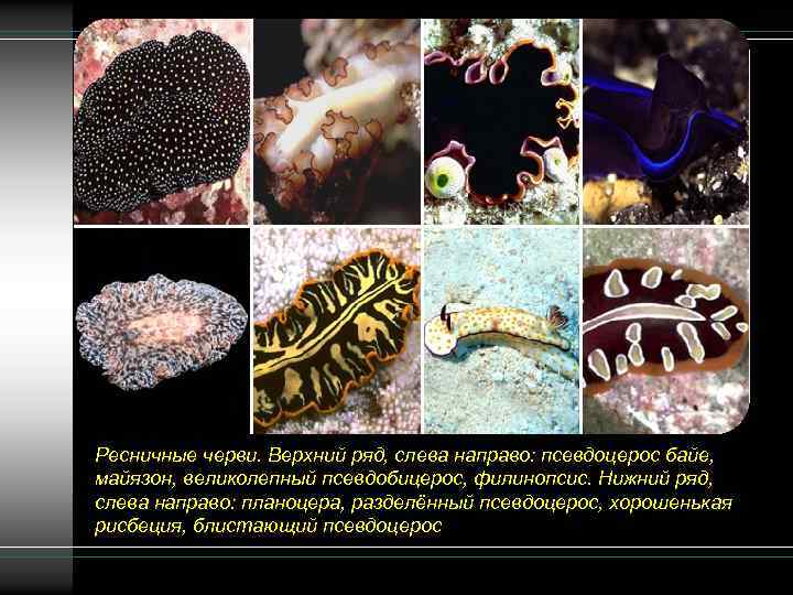 Ресничные черви. Верхний ряд, слева направо: псевдоцерос байе, майязон, великолепный псевдобицерос, филинопсис. Нижний ряд,