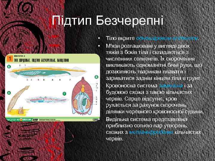 Підтип Безчерепні • • Тіло вкрите одношаровим епітелієм. М'язи розташовані у вигляді двох тяжів