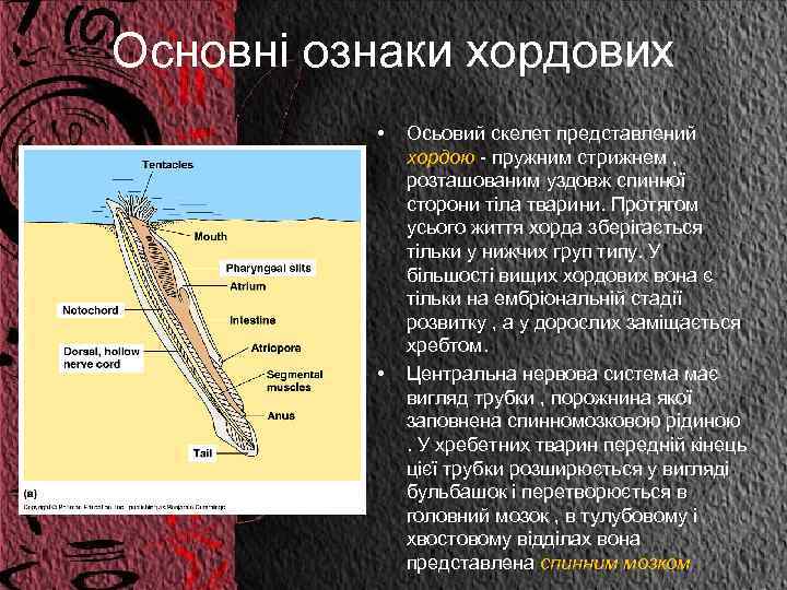 Основні ознаки хордових • • Осьовий скелет представлений хордою - пружним стрижнем , розташованим