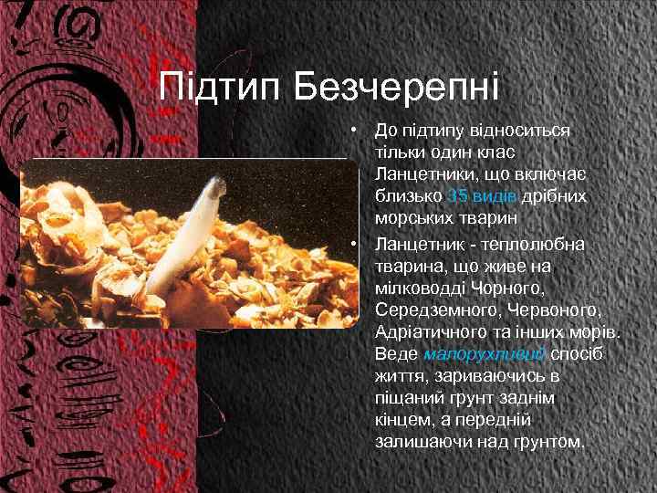 Підтип Безчерепні • До підтипу відноситься тільки один клас Ланцетники, що включає близько 35