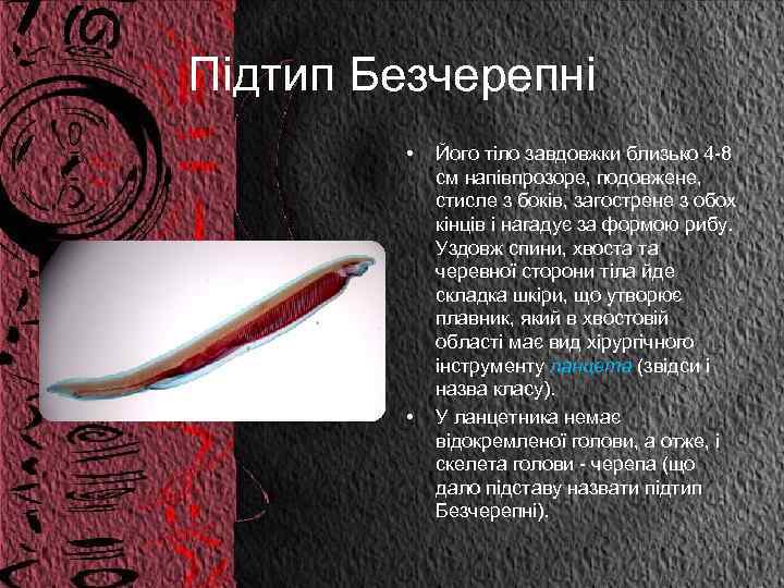 Підтип Безчерепні • • Його тіло завдовжки близько 4 -8 см напівпрозоре, подовжене, стисле