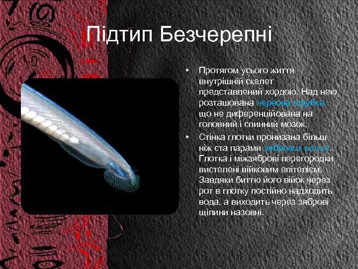 Підтип Безчерепні • • Протягом усього життя внутрішній скелет представлений хордою. Над нею розташована