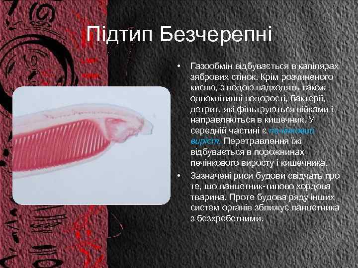 Підтип Безчерепні • • Газообмін відбувається в капілярах зябрових стінок. Крім розчиненого кисню, з