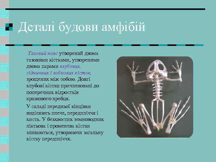 Деталі будови амфібій • • Тазовий пояс утворений двома тазовими кістками, утвореними двома парами